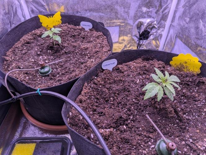 Gelato #45 + Critical Kush Indoor 60x60. Week 2 - Neue Schuhe!