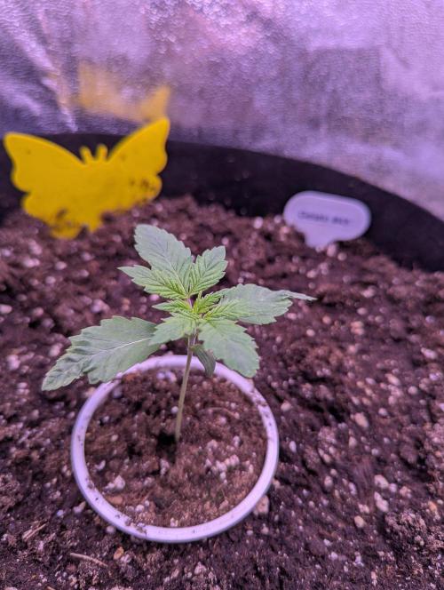 Gelato #45 + Critical Kush Indoor 60x60. Week 2