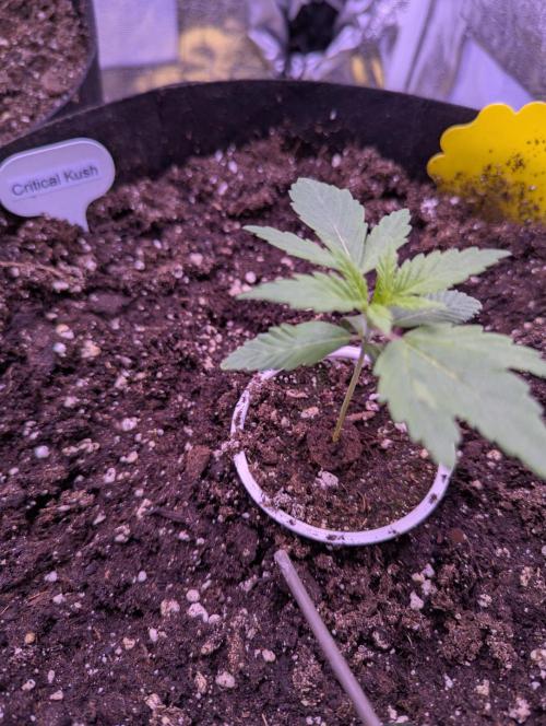 Gelato #45 + Critical Kush Indoor 60x60. Week 2