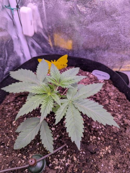 Gelato #45 + Critical Kush Indoor 60x60. Week 3