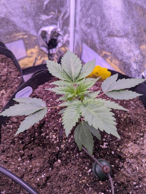 Gelato #45 + Critical Kush Indoor 60x60. Week 3