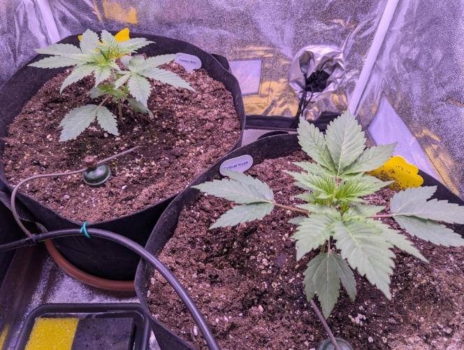 Gelato #45 + Critical Kush Indoor 60x60. Week 3