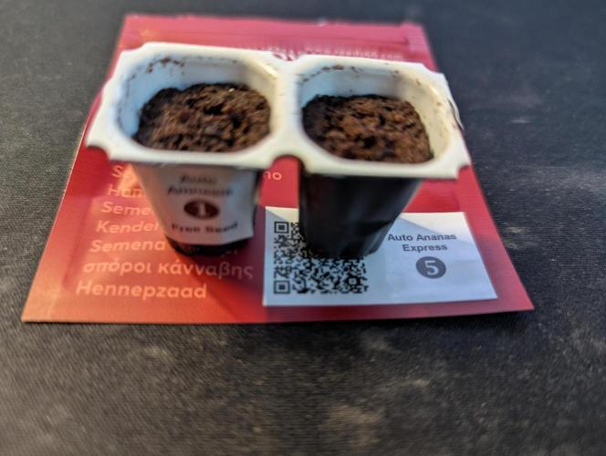Ananas Express + Amnesia (Auto, Outdoor). Week 0