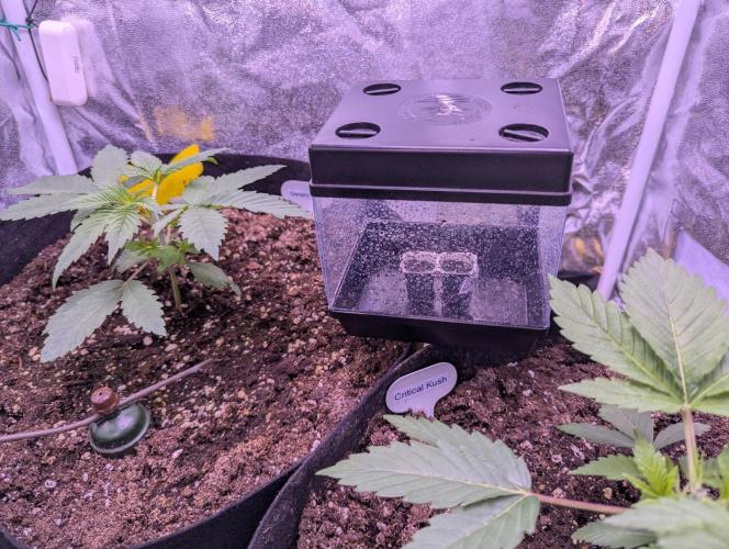 Ananas Express + Amnesia (Auto, Outdoor). Week 0