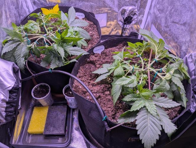 Ananas Express + Amnesia (Auto, Outdoor). Week 1