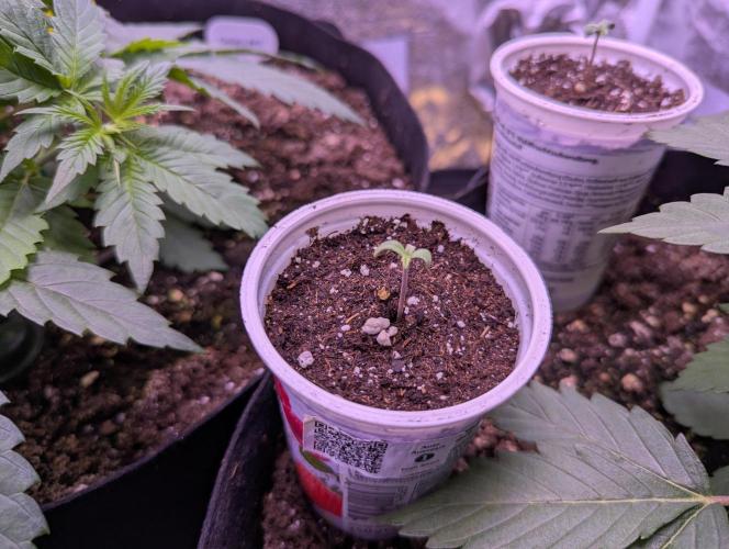 Ananas Express + Amnesia (Auto, Outdoor). Week 1 - Amnesia Auto