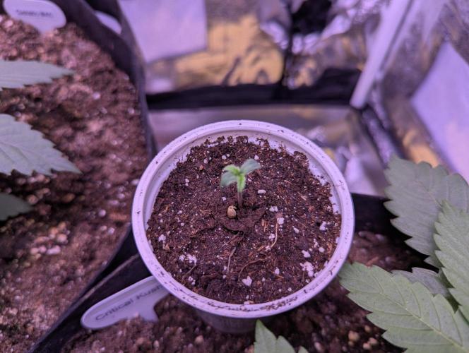 Ananas Express + Amnesia (Auto, Outdoor). Week 1 - Ananas Express
