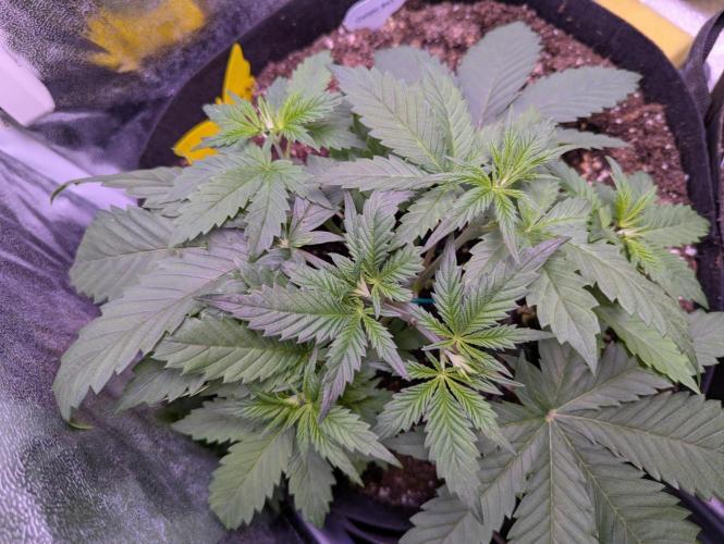 Gelato #45 + Critical Kush Indoor 60x60. Week 4 - Gelato #45