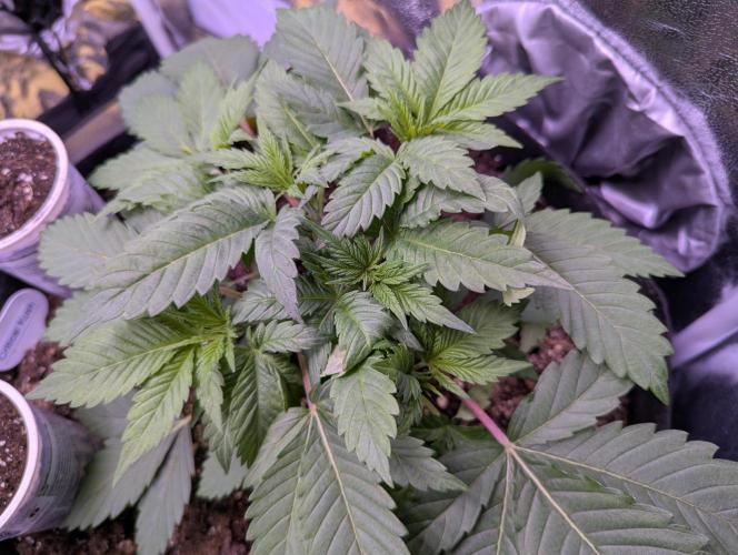 Gelato #45 + Critical Kush Indoor 60x60. Week 4 - Critical Kush