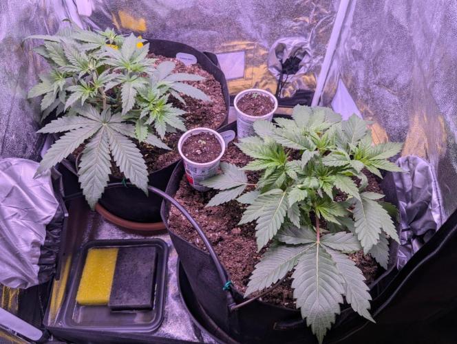 Gelato #45 + Critical Kush Indoor 60x60. Week 4 - Vor LST