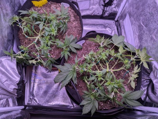 Critical Kush 60x60 (Gelato #45 RIP). Week 5