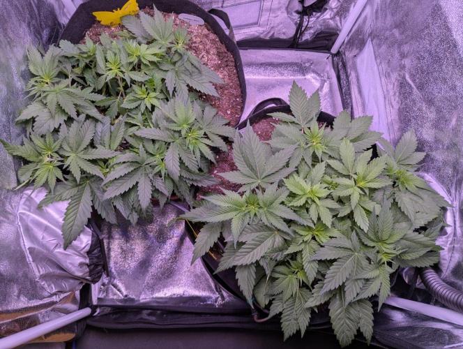 Critical Kush 60x60 (Gelato #45 RIP). Week 5