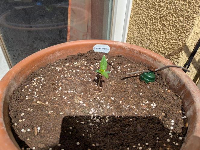Ananas Express + Amnesia (Auto, Outdoor). Week 2