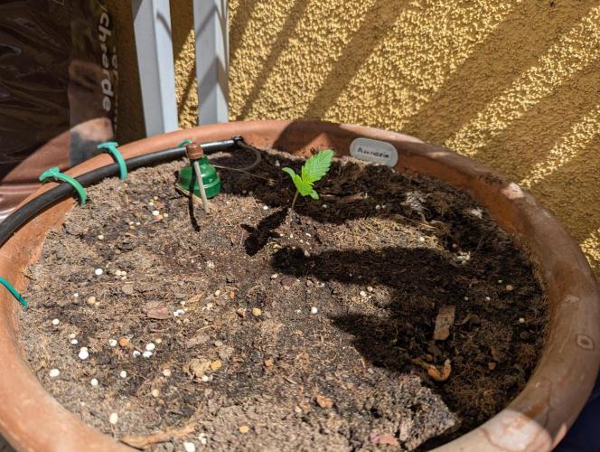 Ananas Express + Amnesia (Auto, Outdoor). Week 2