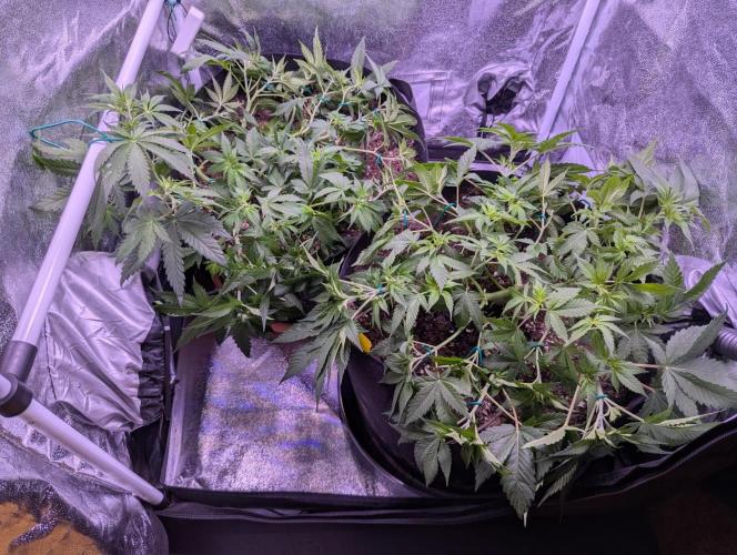 Critical Kush 60x60 (Gelato #45 RIP). Week 6