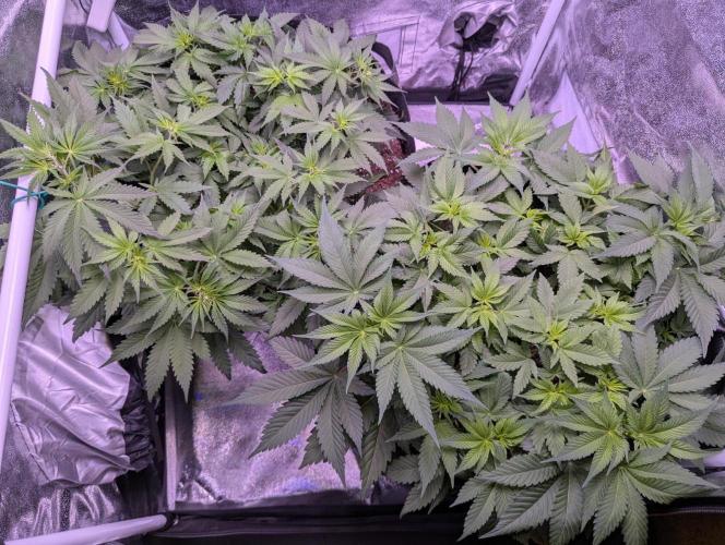 Critical Kush 60x60 (Gelato #45 RIP). Week 6