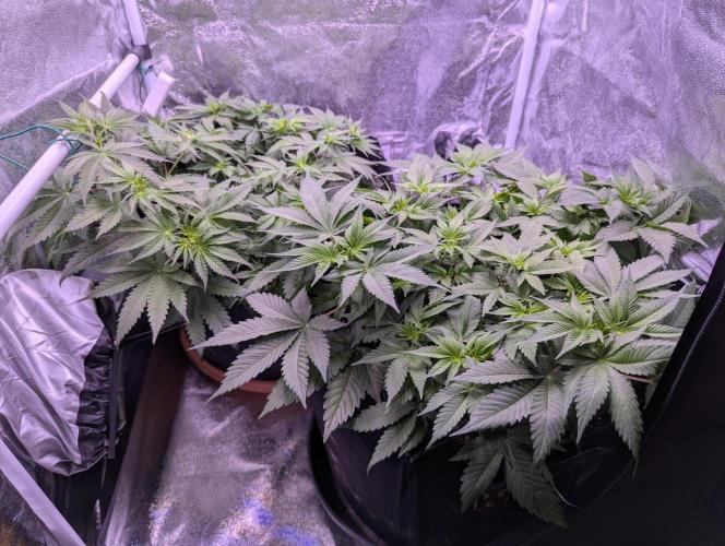 Critical Kush 60x60 (Gelato #45 RIP). Week 6
