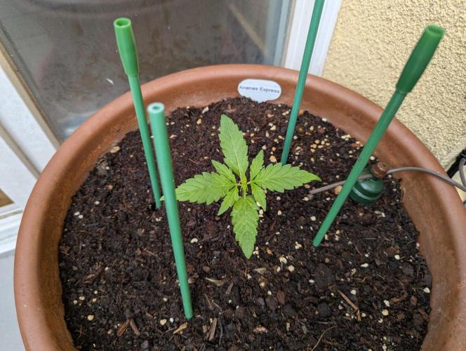 Ananas Express + Amnesia (Auto, Outdoor). Week 3
