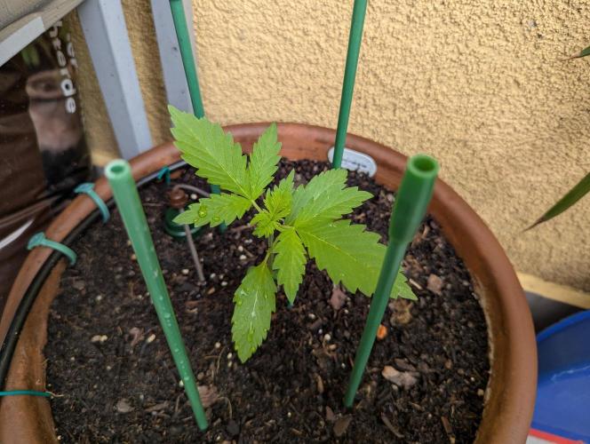 Ananas Express + Amnesia (Auto, Outdoor). Week 3