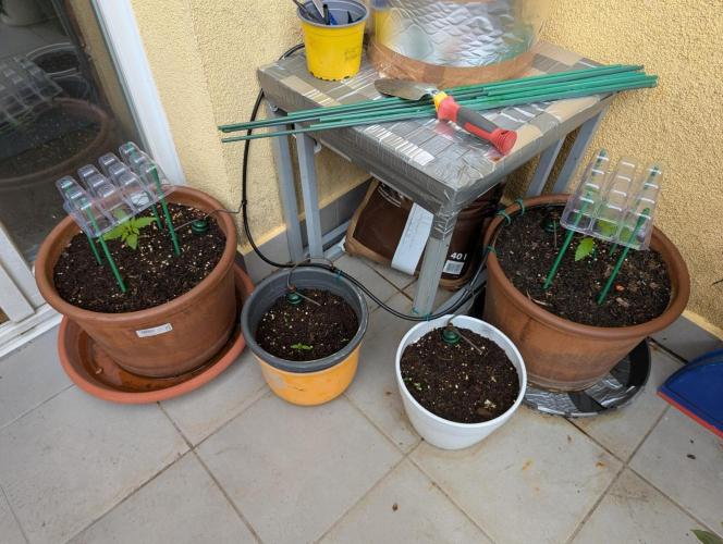 Ananas Express + Amnesia (Auto, Outdoor). Week 3