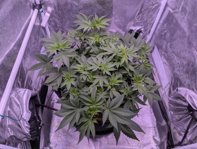 Critical Kush 60x60 (Gelato #45 RIP). Week 6 - Jetzt geht's alleine weiter!