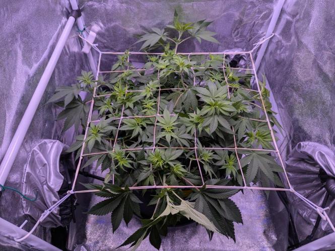 Critical Kush 60x60 (Gelato #45 RIP). Week 7