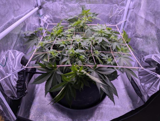 Critical Kush 60x60 (Gelato #45 RIP). Week 7