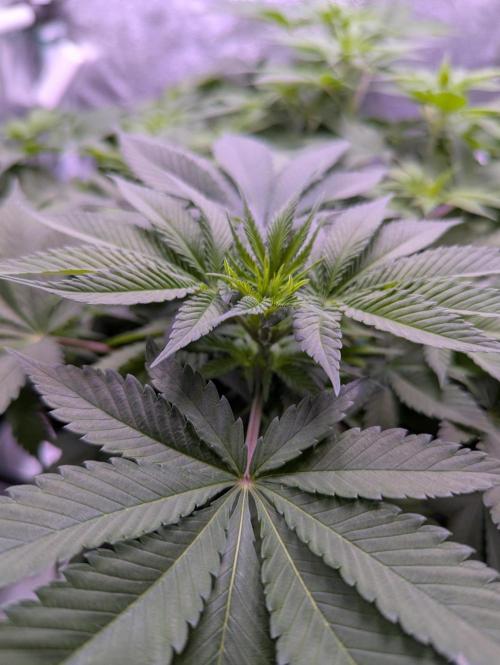 Critical Kush 60x60 (Gelato #45 RIP). Week 7