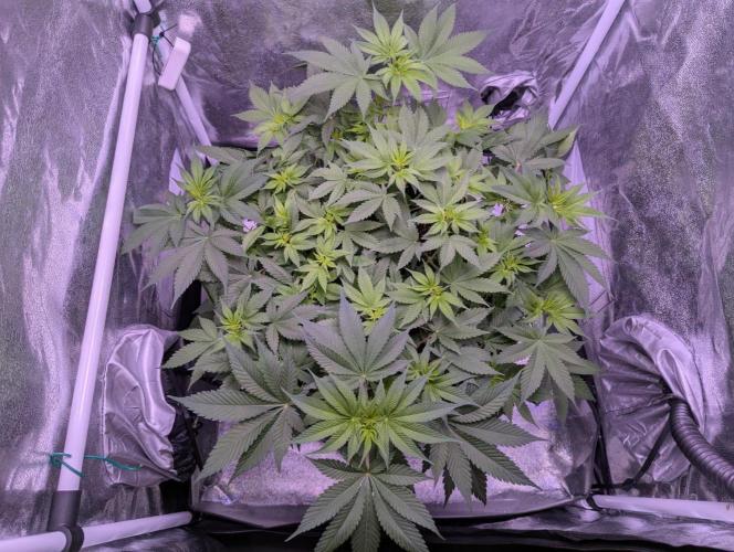 Critical Kush 60x60 (Gelato #45 RIP). Week 7