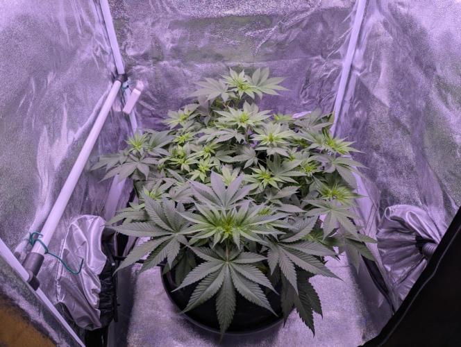 Critical Kush 60x60 (Gelato #45 RIP). Week 7