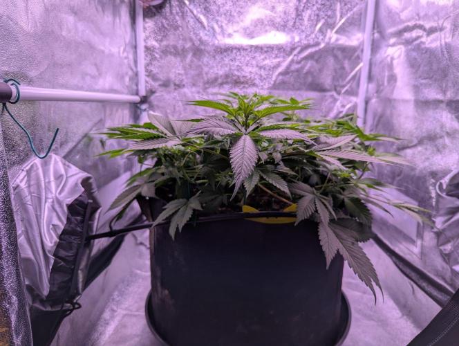 Critical Kush 60x60 (Gelato #45 RIP). Week 7