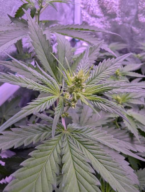 Critical Kush 60x60 (Gelato #45 RIP). Week 7 - Der Endgegner - RIP