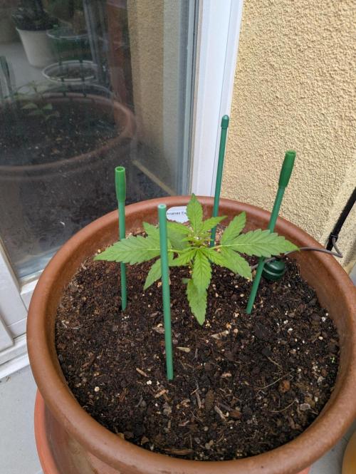 Ananas Express + Amnesia (Auto, Outdoor). Week 4