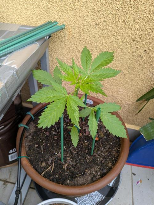 Ananas Express + Amnesia (Auto, Outdoor). Week 4