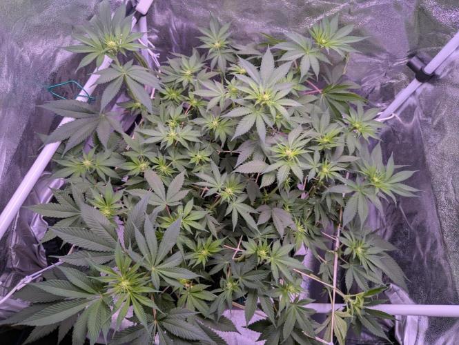 Critical Kush 60x60 (Gelato #45 RIP). Week 8