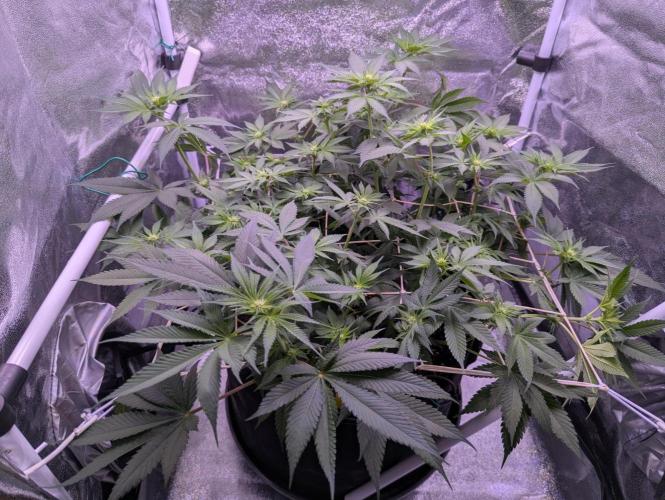 Critical Kush 60x60 (Gelato #45 RIP). Week 8