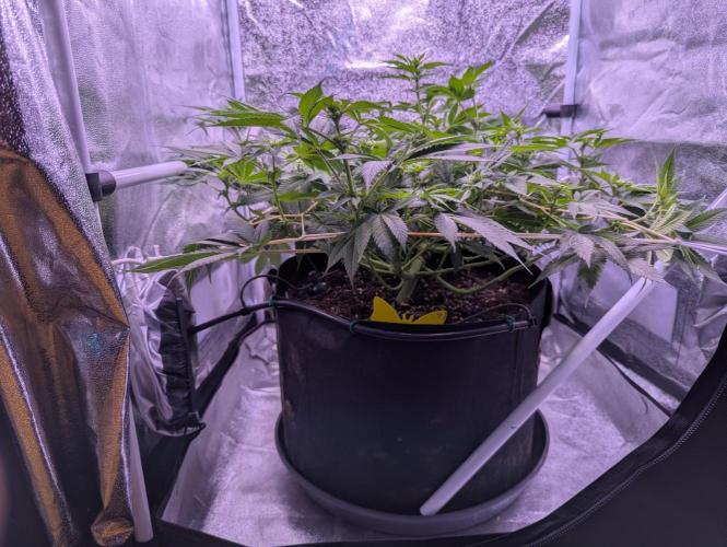 Critical Kush 60x60 (Gelato #45 RIP). Week 8