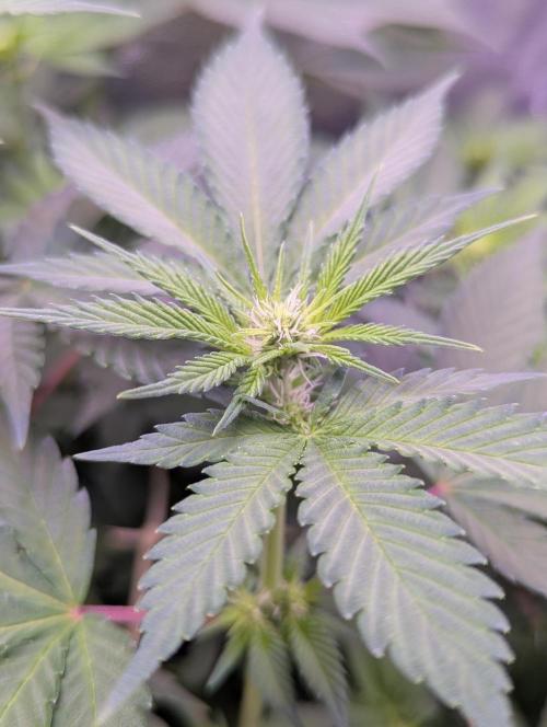 Critical Kush 60x60 (Gelato #45 RIP). Week 8