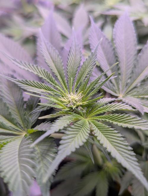 Critical Kush 60x60 (Gelato #45 RIP). Week 8