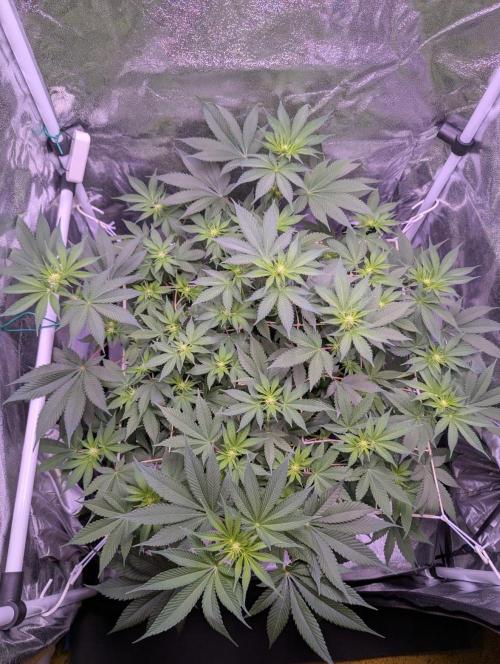 Critical Kush 60x60 (Gelato #45 RIP). Week 8