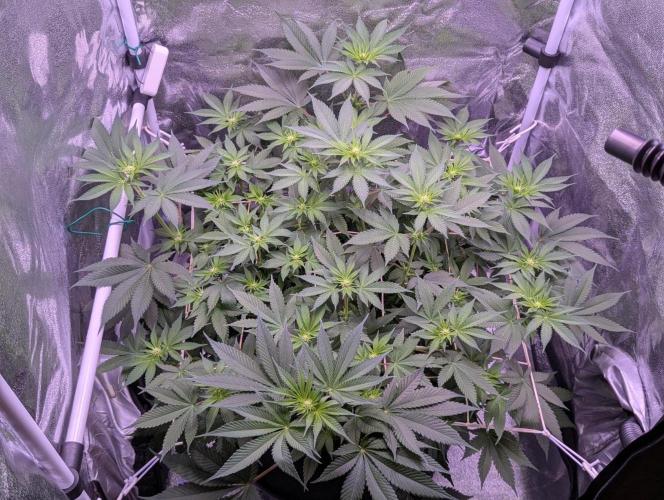 Critical Kush 60x60 (Gelato #45 RIP). Week 8