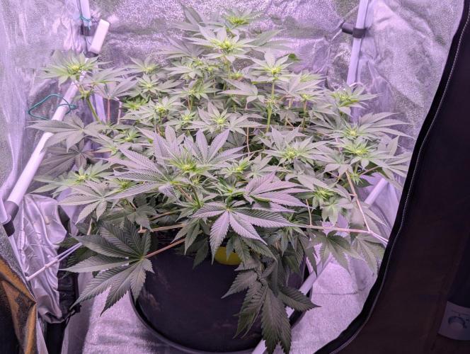 Critical Kush 60x60 (Gelato #45 RIP). Week 8