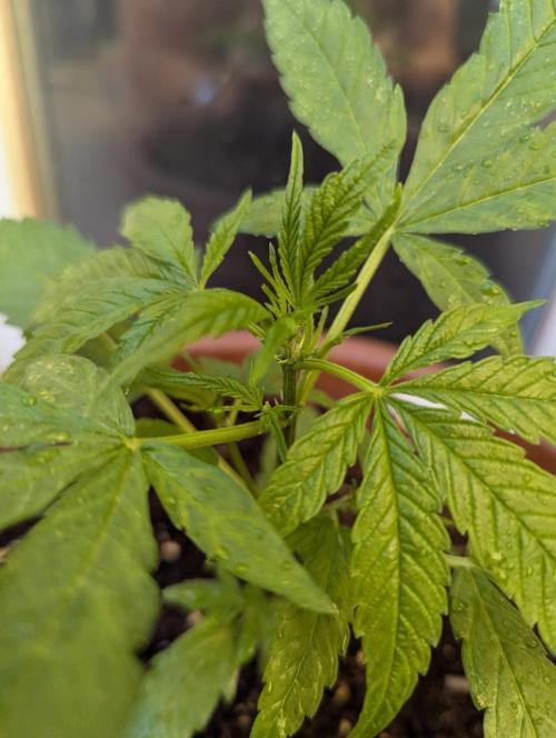 Ananas Express + Amnesia (Auto, Outdoor). Week 5 - Ananas