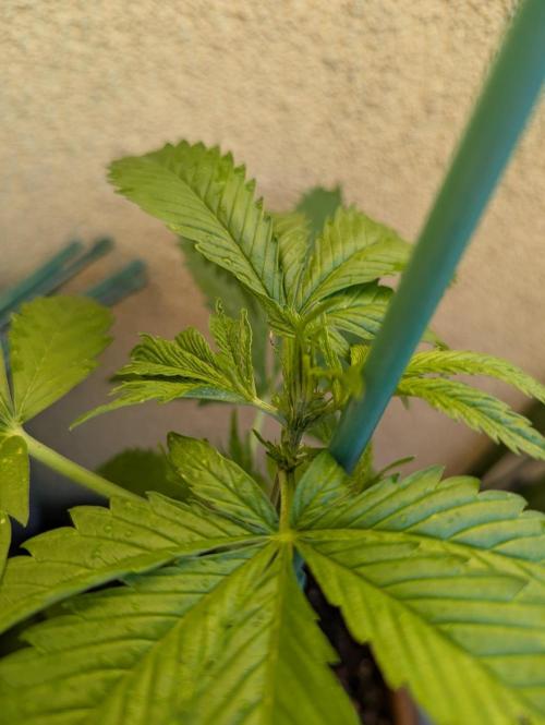 Ananas Express + Amnesia (Auto, Outdoor). Week 5 - Amnesia
