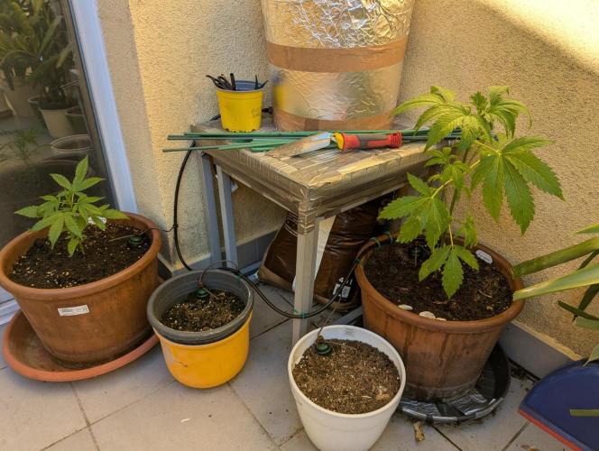 Ananas Express + Amnesia (Auto, Outdoor). Week 5