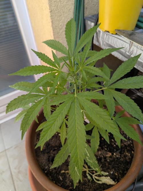 Ananas Express + Amnesia (Auto, Outdoor). Week 6 - Ananas
