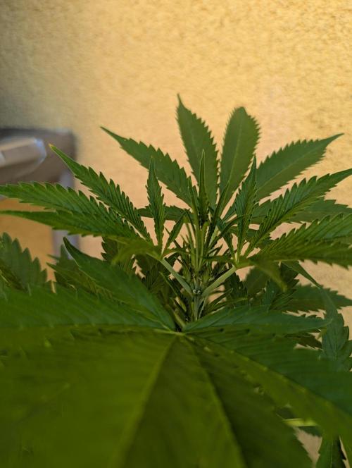 Ananas Express + Amnesia (Auto, Outdoor). Week 6