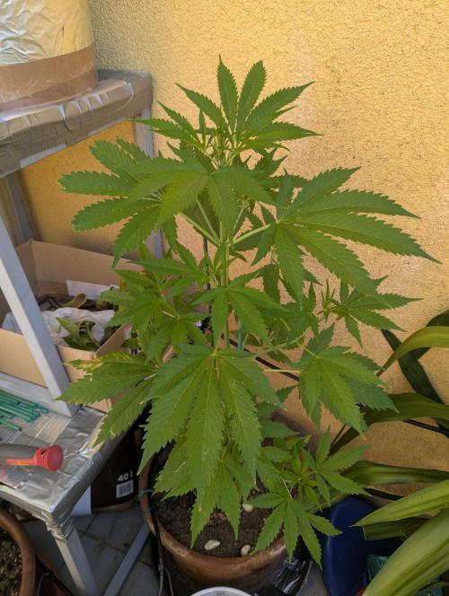 Ananas Express + Amnesia (Auto, Outdoor). Week 6