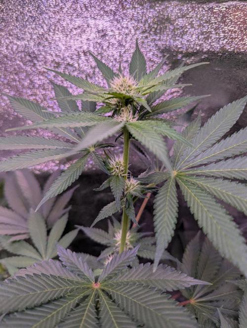 Critical Kush 60x60 (Gelato #45 RIP). Week 9