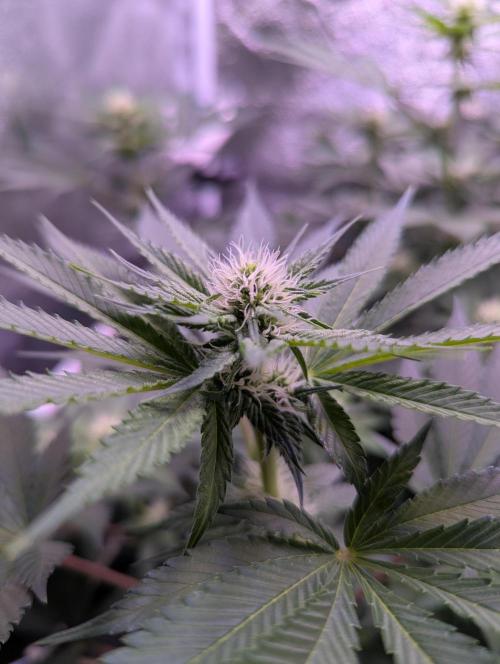 Critical Kush 60x60 (Gelato #45 RIP). Week 9